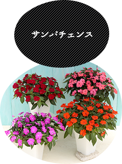 サンパチェンス